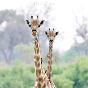 Meet your Posher, Marianne